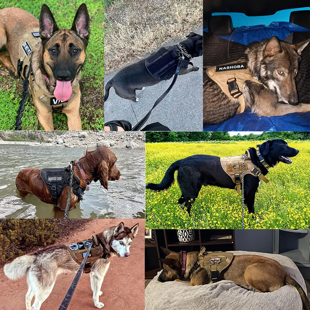 PETRAVEL Dog Vest Harness And Leash Set For Training